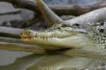 Saltwater crocodile *