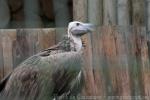 Lappet-faced vulture