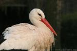 Eurasian white stork