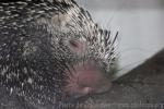 Brazilian tree-porcupine