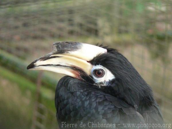 Oriental pied hornbill *