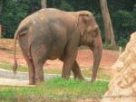 Malayan elephant