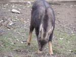 South Chinese goral