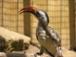 Northern red-billed hornbill