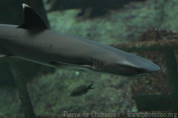 Whitetip reef shark *