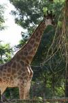 Cape giraffe