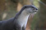 Smooth-coated otter *