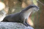 Smooth-coated otter *