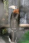 Tickell's brown hornbill