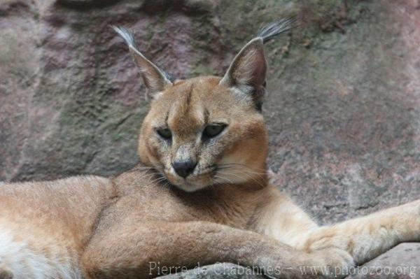 Southern caracal