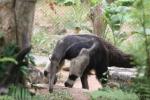 Giant anteater *