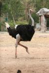 South-African ostrich