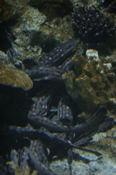 Coral catshark
