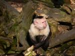 Colombian white-faced capuchin