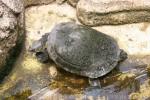 New Guinea snapping turtle *