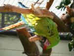 Great green macaw *