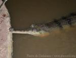 Indian gharial