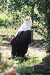 African fish-eagle