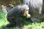 Long-haired chimpanzee