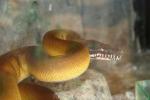 Northern white-lipped python