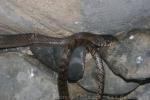 Javan water-snake *