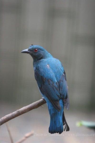 Asian fairy blue bird