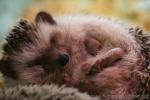 Four-toed hedgehog *