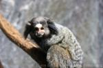 Black tufted-ear marmoset *