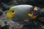 Yellowface angelfish *