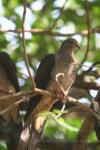 Barred cuckoo-dove