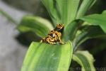 Yellow-headed poison-dart frog