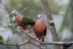 Purple-tailed imperial-pigeon