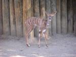Southern lesser kudu