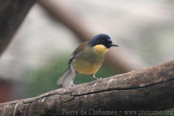 Blue-crowned laughingthrush