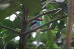 Blue-breasted kingfisher *