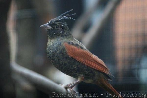 Crested bunting *