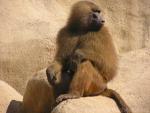 Guinea baboon *