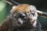 Lake Alaotra bamboo lemur