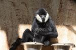 Southern white-cheeked gibbon