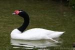 Black-necked swan