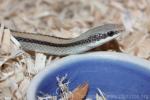 Texas patchnose snake