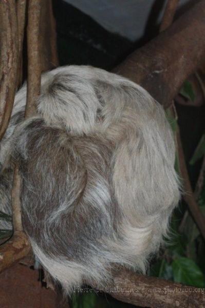 Hoffmann's sloth