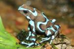 Green and black poison frog