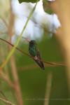 Broad-billed hummingbird *