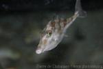 Longspined tripodfish