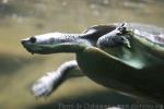 Western New Guinea stream turtle *