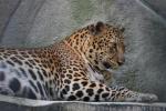 Indochinese leopard *