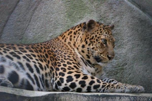 Indochinese leopard *
