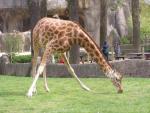 Kordofan giraffe *