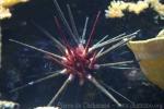 Cylindrical-spined sea-urchin